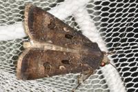 Agrotis trux