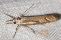 Agriphila geniculea