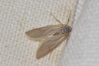 Acentria ephemerella