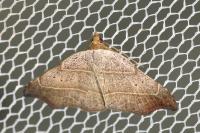 Laspeyria flexula