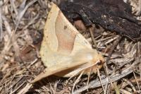 Crocallis elinguaria