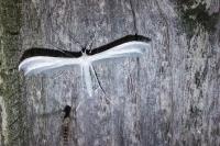 Pterophorus pentadactylus