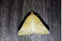 Aspitates ochrearia