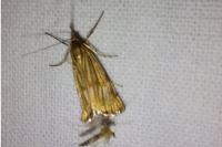 Chrysocrambus linetella