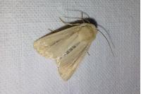 Mythimna sicula