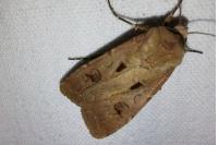 Agrotis exclamationis