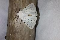 Spilosoma lubricipeda