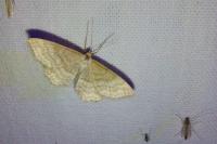 Idaea macilentaria