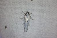 Yponomeuta padella