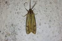 Spiris striata