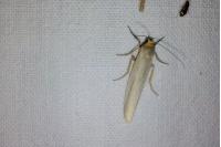 Eilema caniola