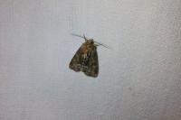 Oligia latruncula/strigilis/versicolor