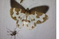 Lomaspilis marginata