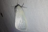 Leucoma salicis