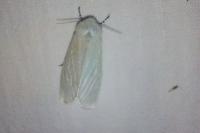 Leucoma salicis
