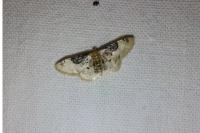 Idaea filicata