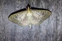 Patania ruralis