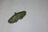 Pasiphila rectangulata