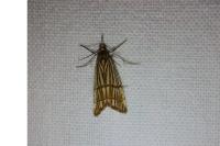 Chrysocramboides craterellus
