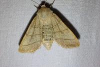 Charanyca trigrammica