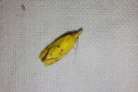 Agapeta hamana