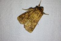 Conisania luteago
