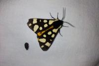 Arctia villica