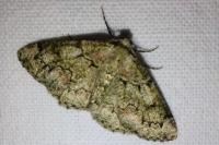 Cleorodes lichenaria