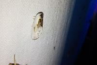 Cilix glaucata