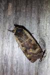 Noctua pronuba