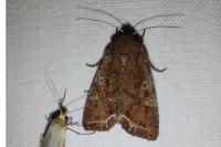 Lacanobia oleracea