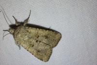 Anarta stigmosa