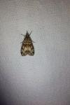 Eudonia mercurella