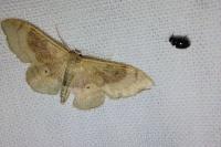 Idaea degeneraria