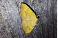 Camptogramma bilineata