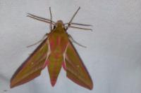Deilephila elpenor
