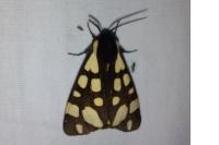 Arctia villica