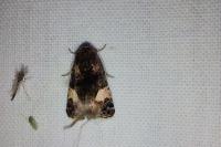 Tyta luctuosa