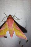 Deilephila porcellus