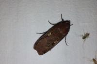 Noctua pronuba