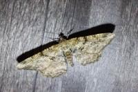 Peribatodes rhomboidaria