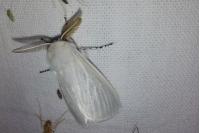 Leucoma salicis
