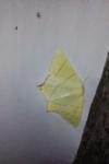 Ourapteryx sambucaria