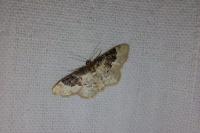 Idaea rusticata