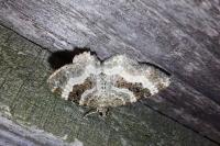 Epirrhoe alternata