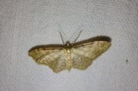 Idaea fuscovenosa/humiliata