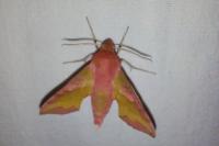 Deilephila elpenor