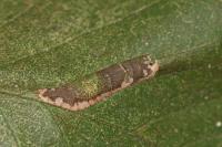 Phyllonorycter nicellii