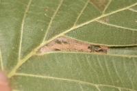 Phyllonorycter nicellii