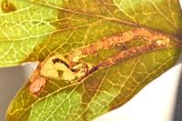 Stigmella oxyacanthella